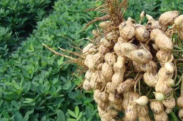 花生果 豆科落花生属植物 头条百科