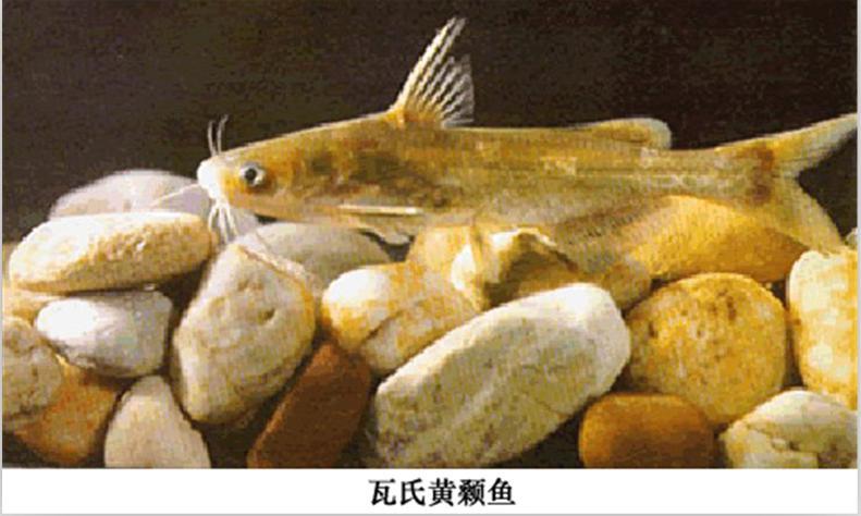 瓦氏黄颡鱼 - 快懂百科