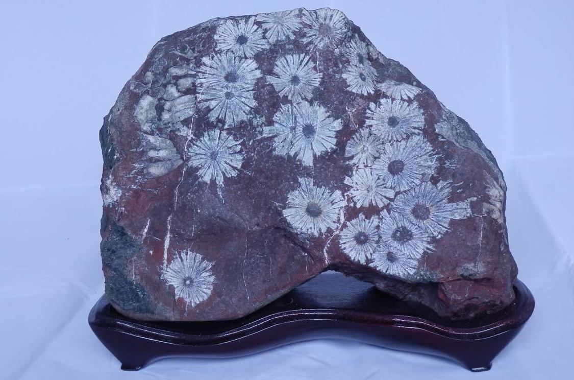 菊花石 菊花石 头条百科