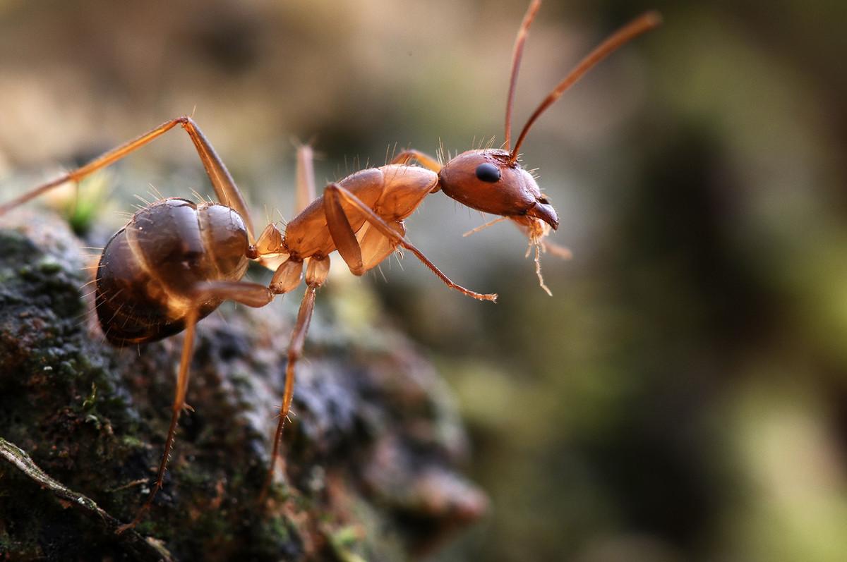 蚁 动物 头条百科