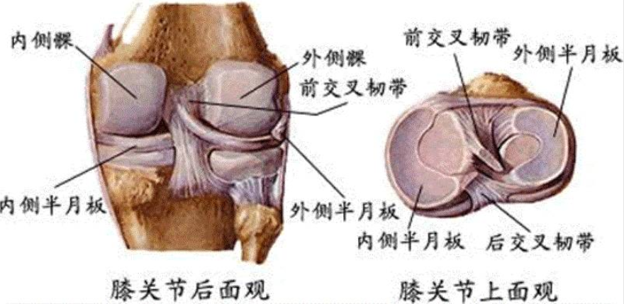 半月板 快懂百科