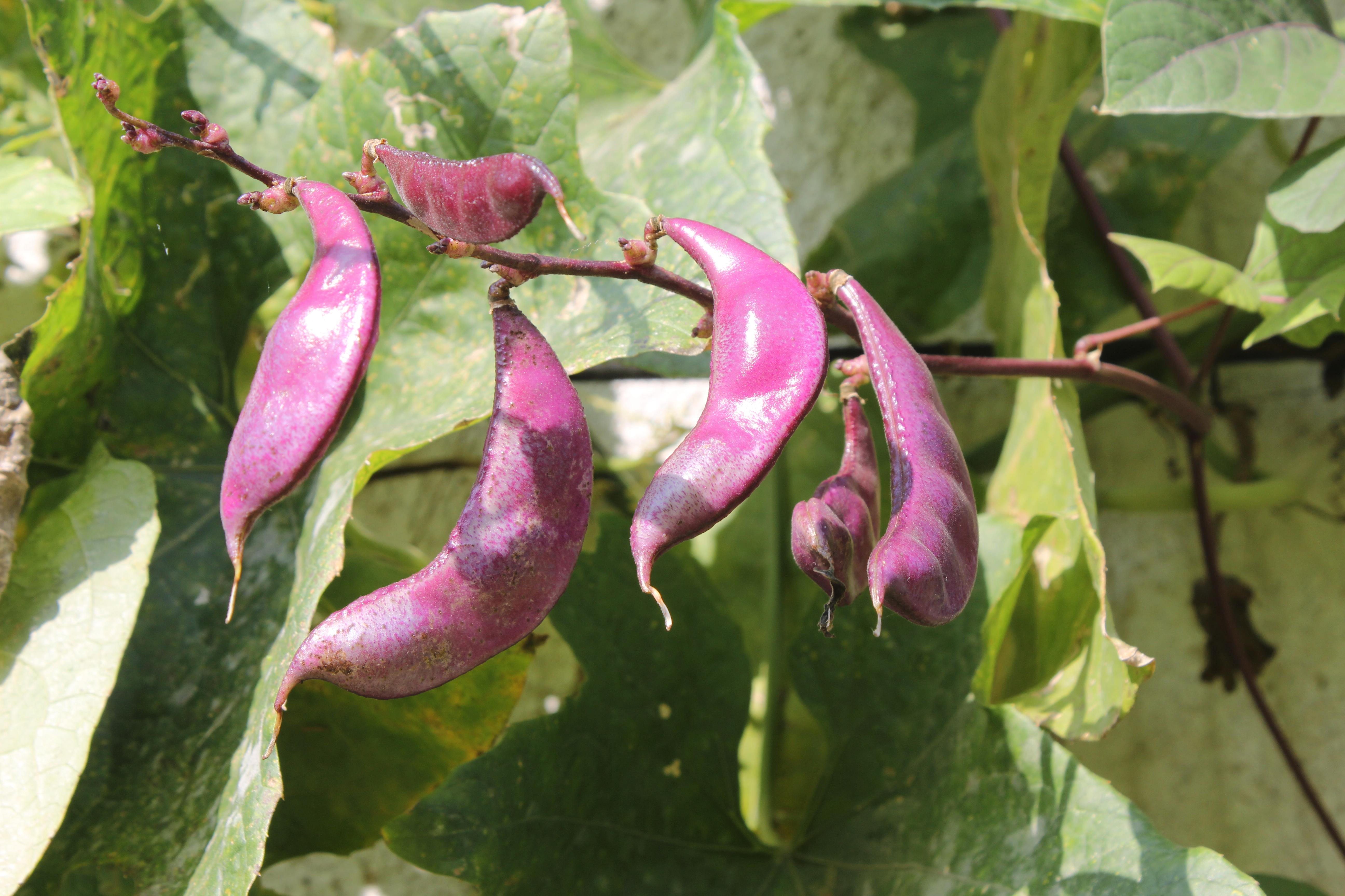 健康蔬菜紫扁豆营养食材摄影图配图高清摄影大图-千库网