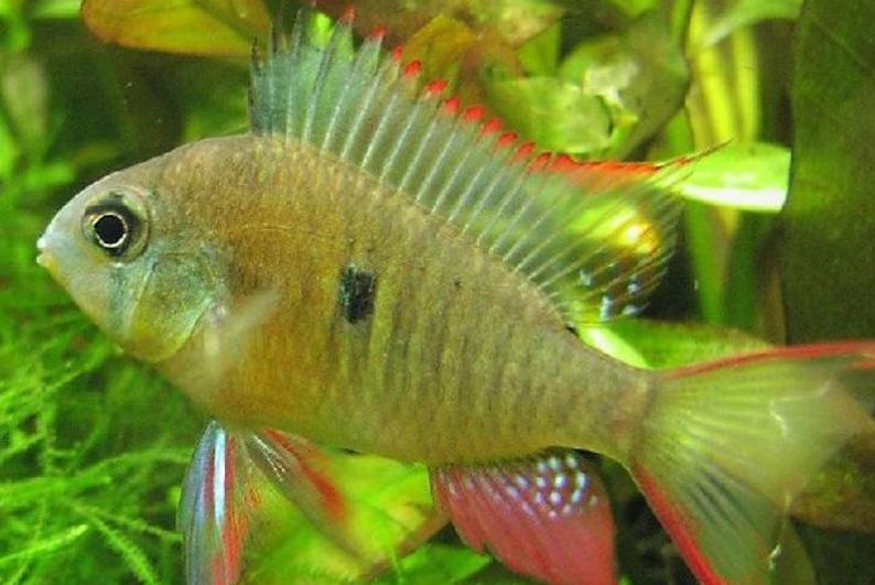 鲈形目 - 快懂百科