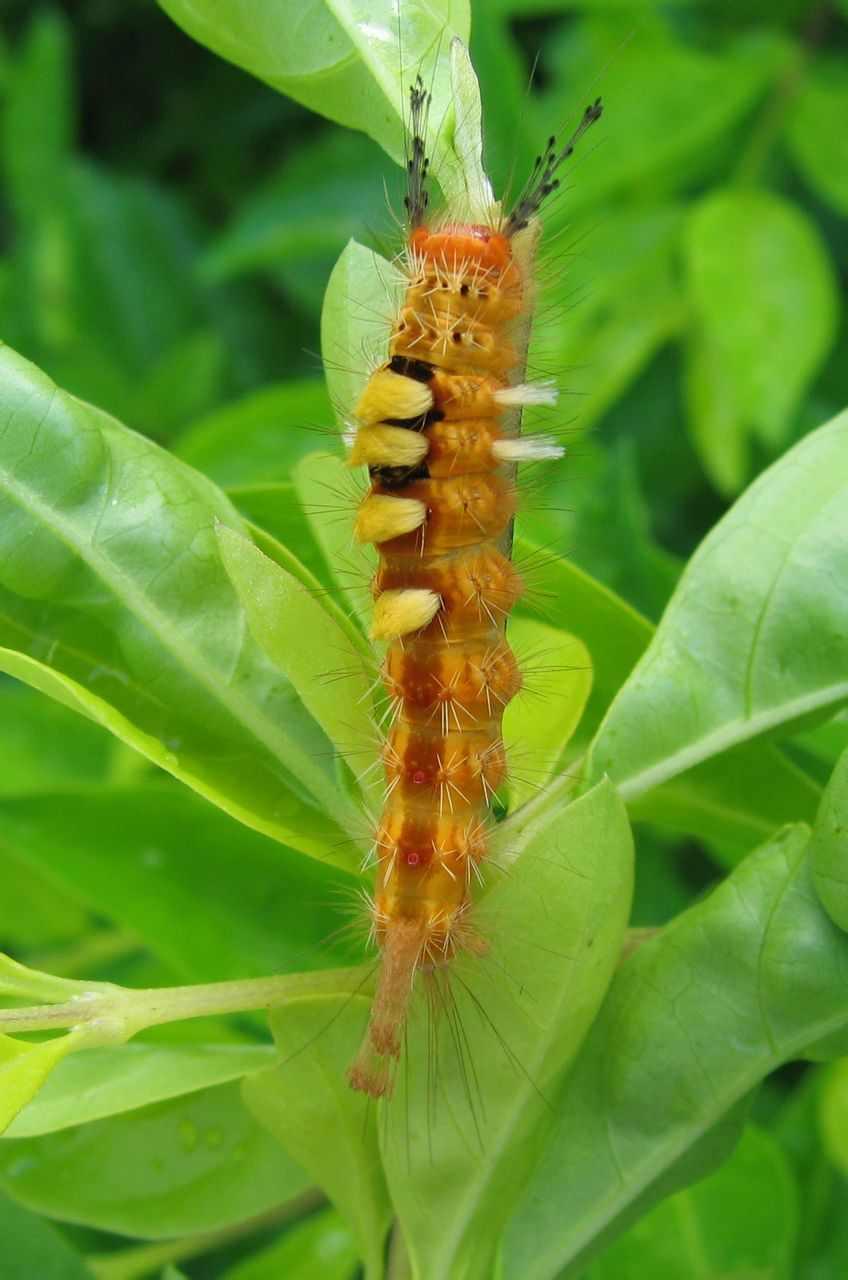 棉古毒蛾 快懂百科