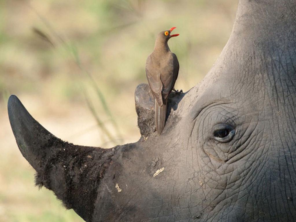 津巴布韦：锯掉犀牛角以阻止偷猎 – 博聞社
