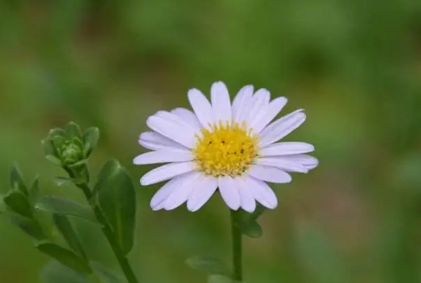 狗娃花 快懂百科