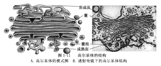 高尔基复合体结构图图片