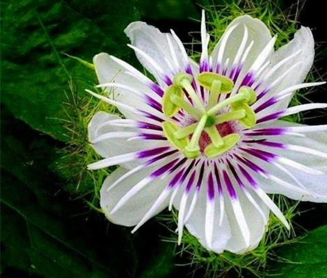 日轮花 快懂百科