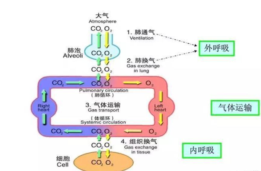 呼吸过程 快懂百科