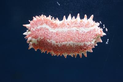 偉大な無脊椎動物