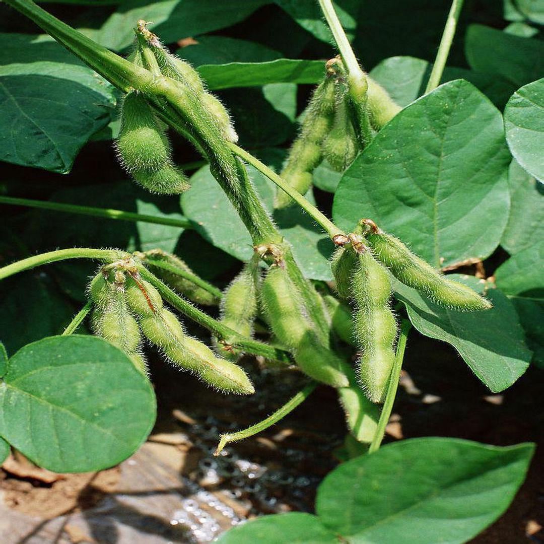 黄豆 植物名称 头条百科