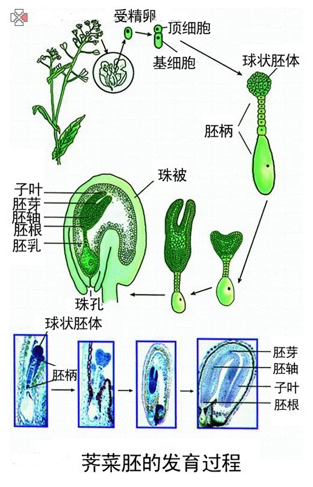 个体发育 - 快懂百科