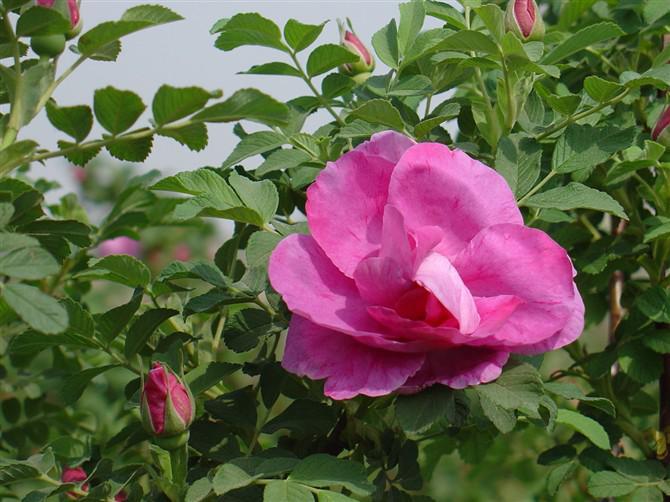 玫瑰镇 快懂百科