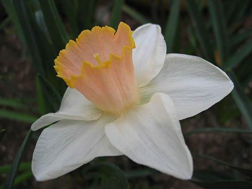 喇叭水仙 快懂百科