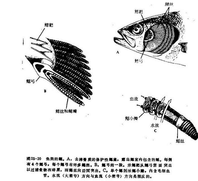 鳃裂 鳃裂 头条百科