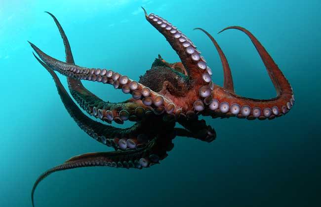 软体动物门 快懂百科