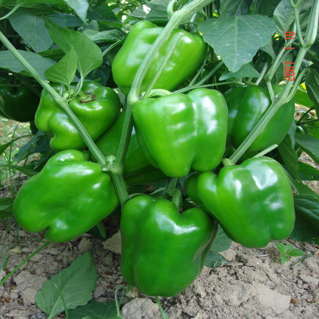 辣椒 茄科一年生或有限多年生植物 头条百科