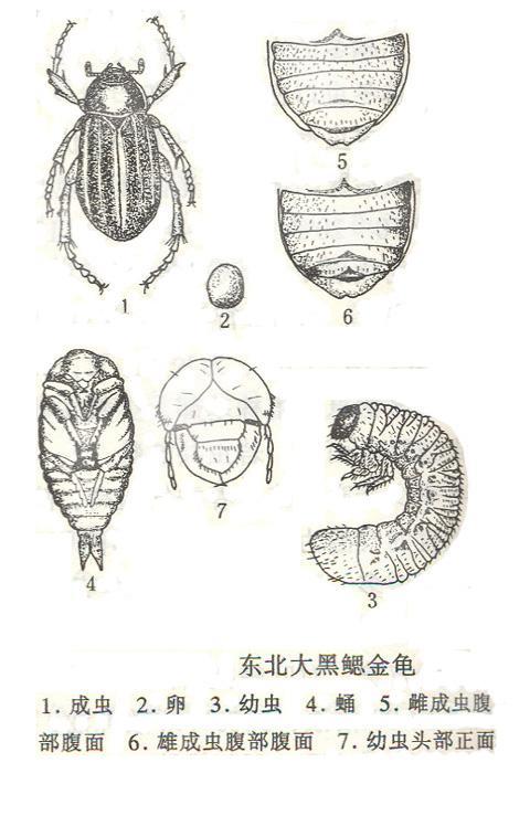 东北大黑鳃金龟 - 快懂百科