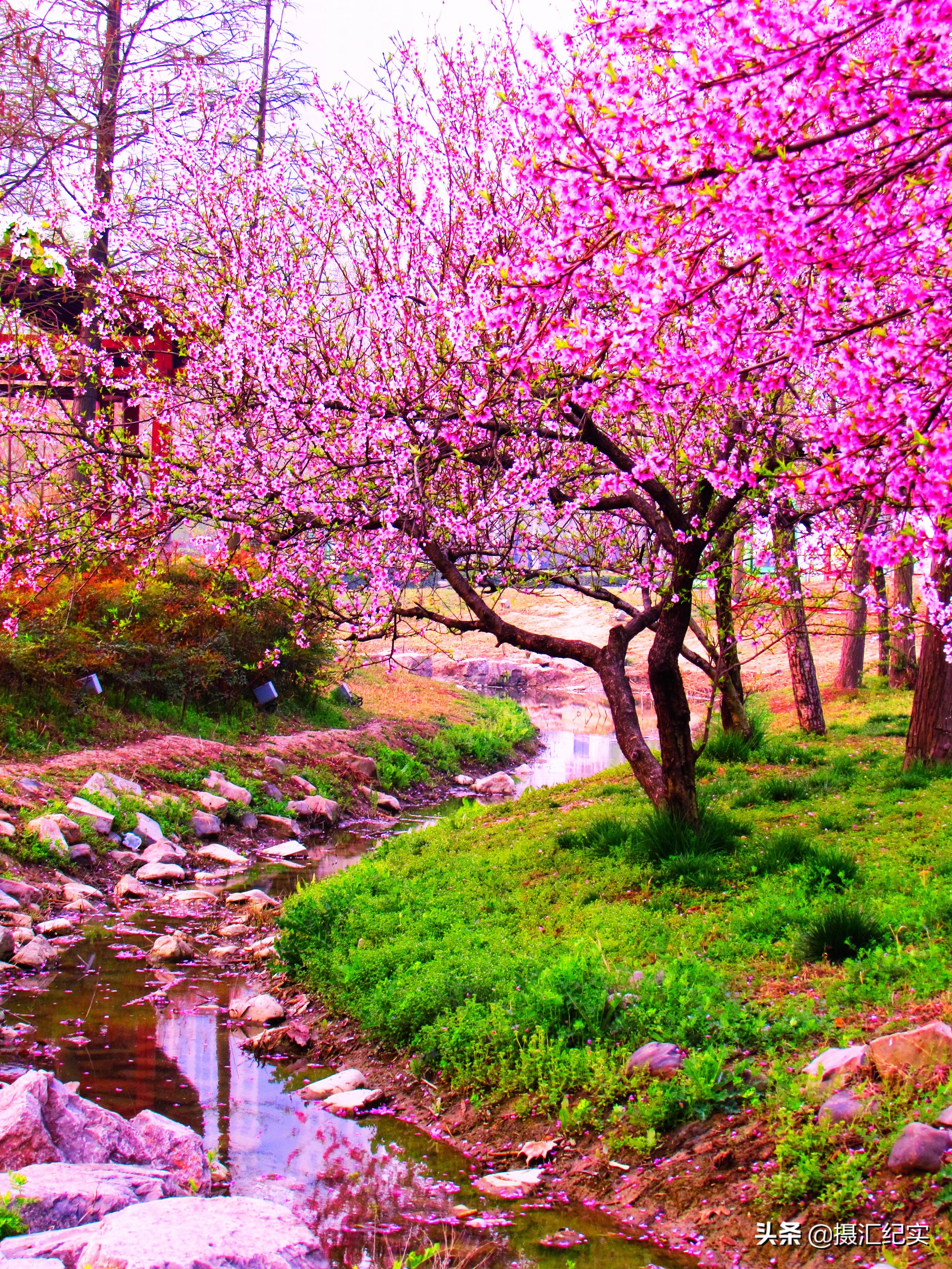 桃花- 快懂百科