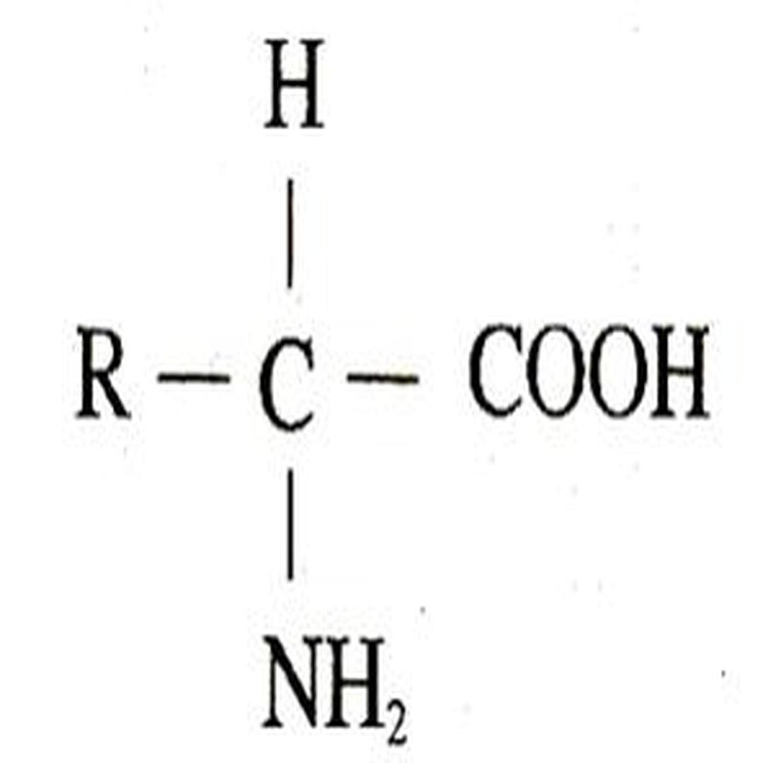 氨基酸的结构通式图片