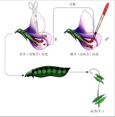 闭花授粉 快懂百科
