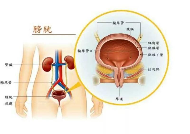 膀胱
