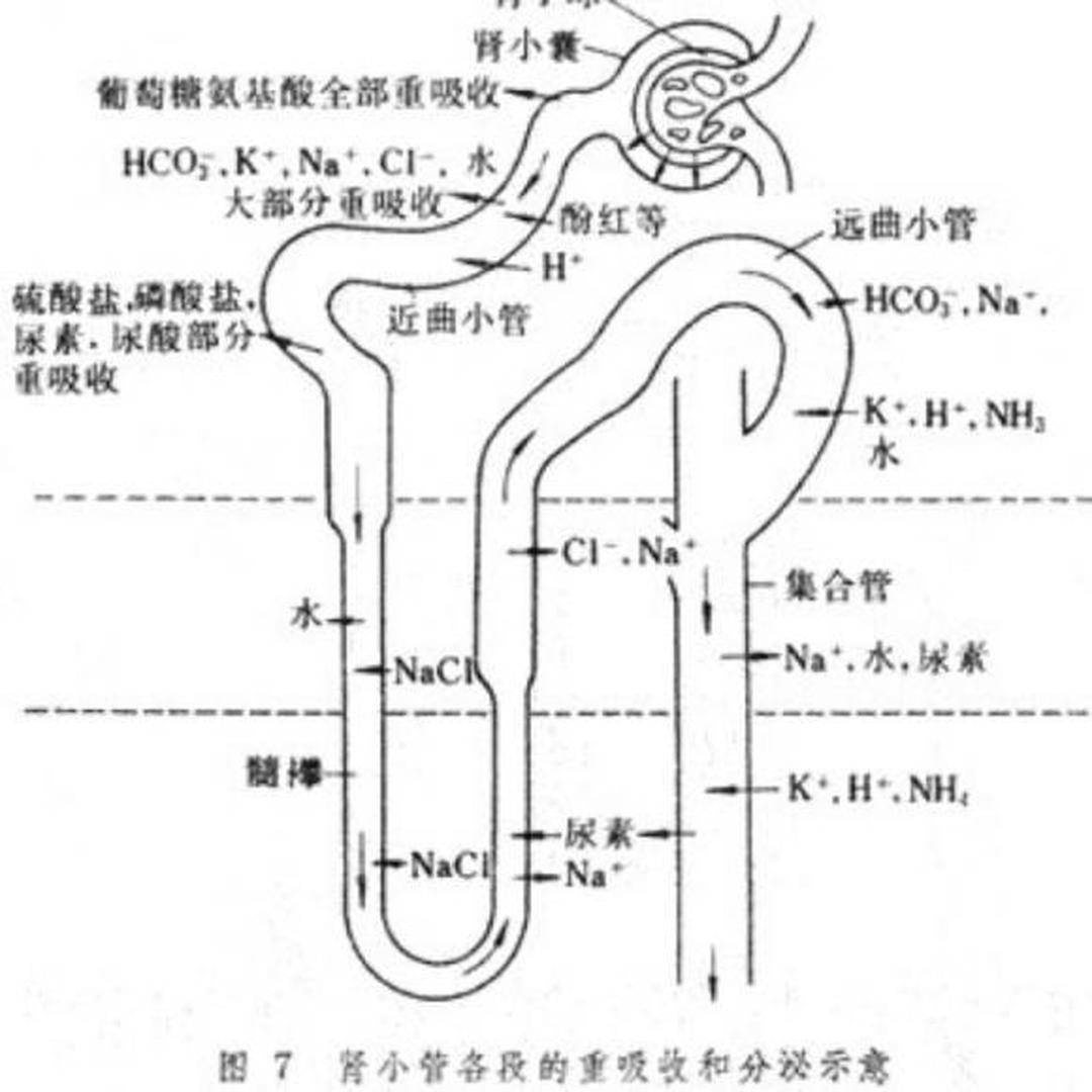 肾小管重吸收