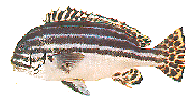 四带胡椒鲷 快懂百科