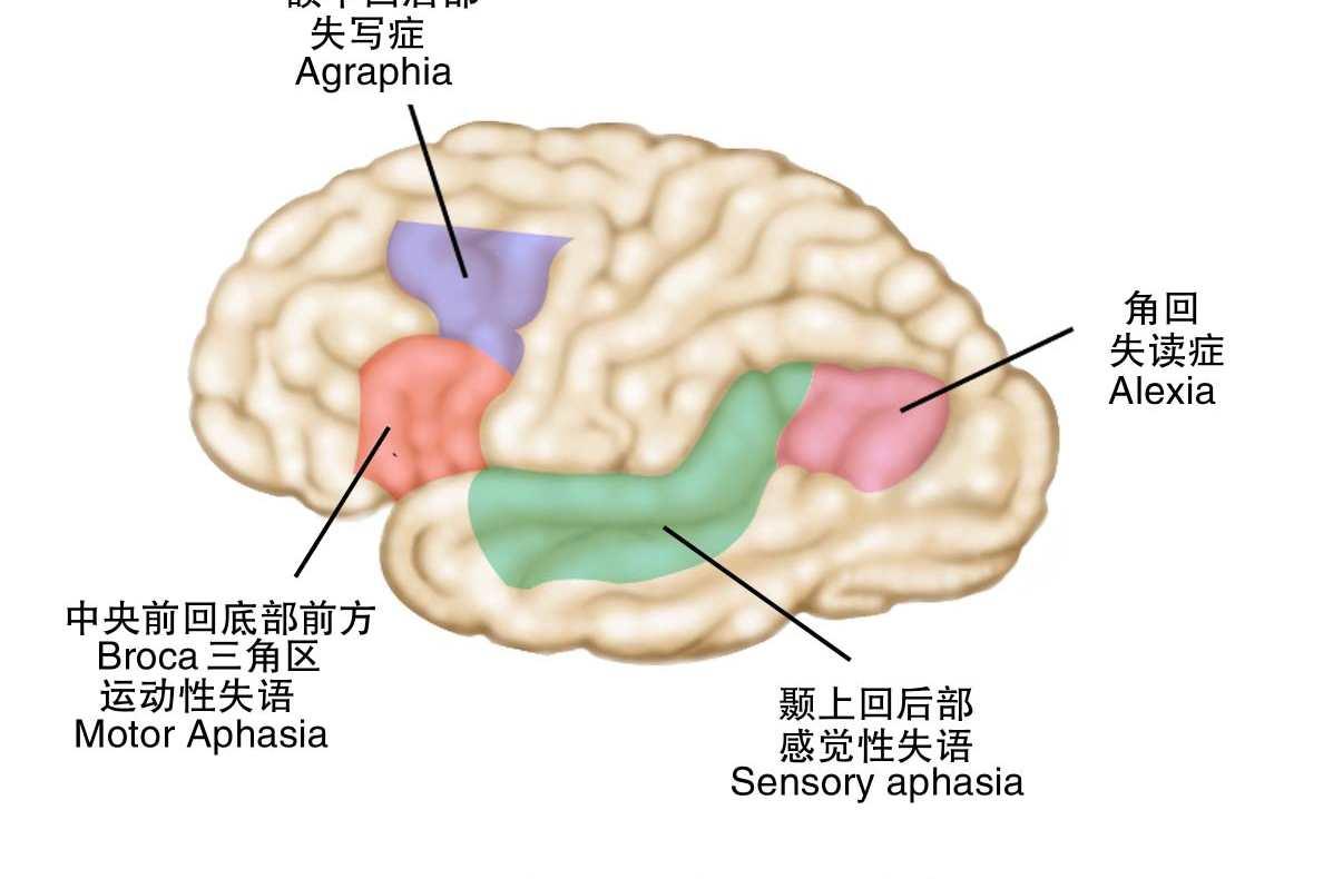 语言中枢 快懂百科