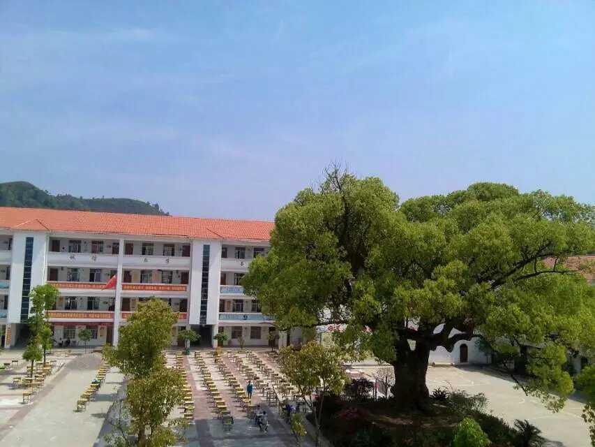 茶园中学