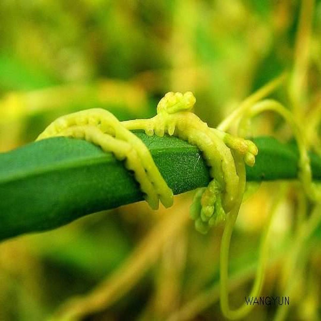 菟丝子[一年生寄生植物]