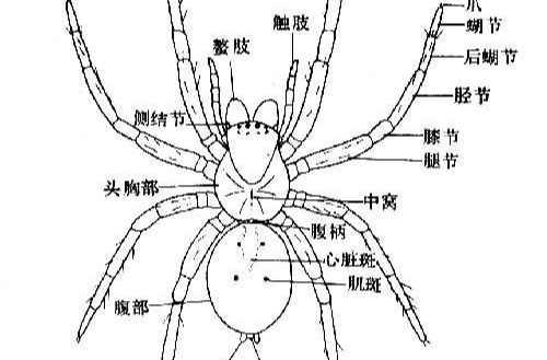 蜘蛛目 快懂百科