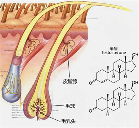 睾丸雄激素 快懂百科