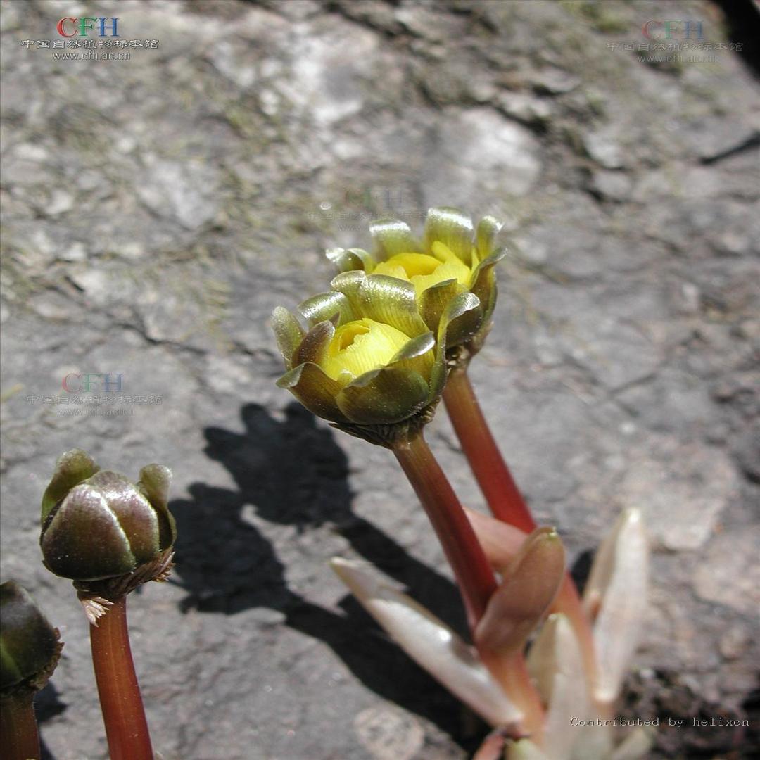 福寿草 毛茛科植物 头条百科