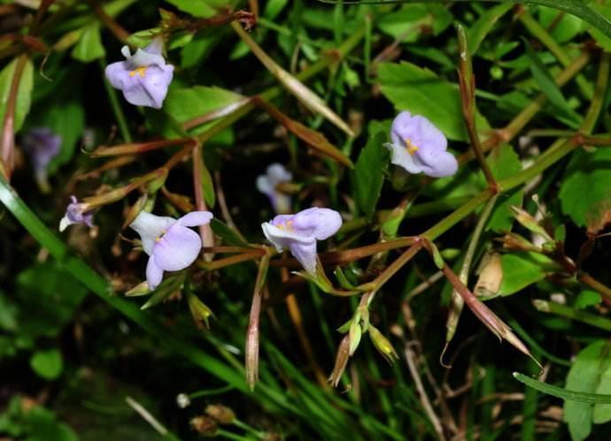 泥花草 快懂百科