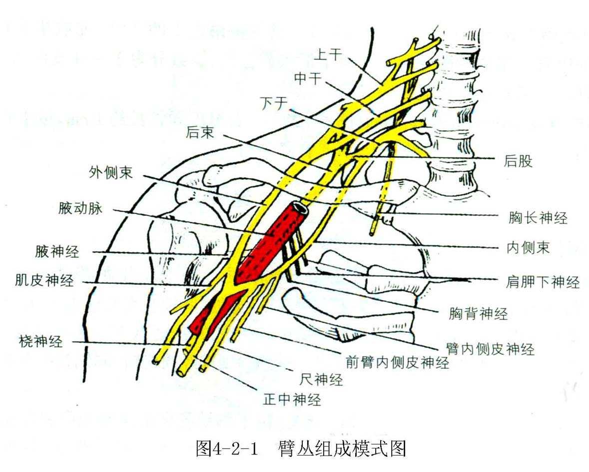 神经解剖II臂丛解剖 - 知乎