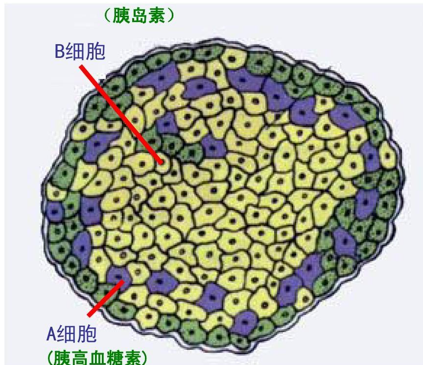 胰岛A细胞 - 快懂百科