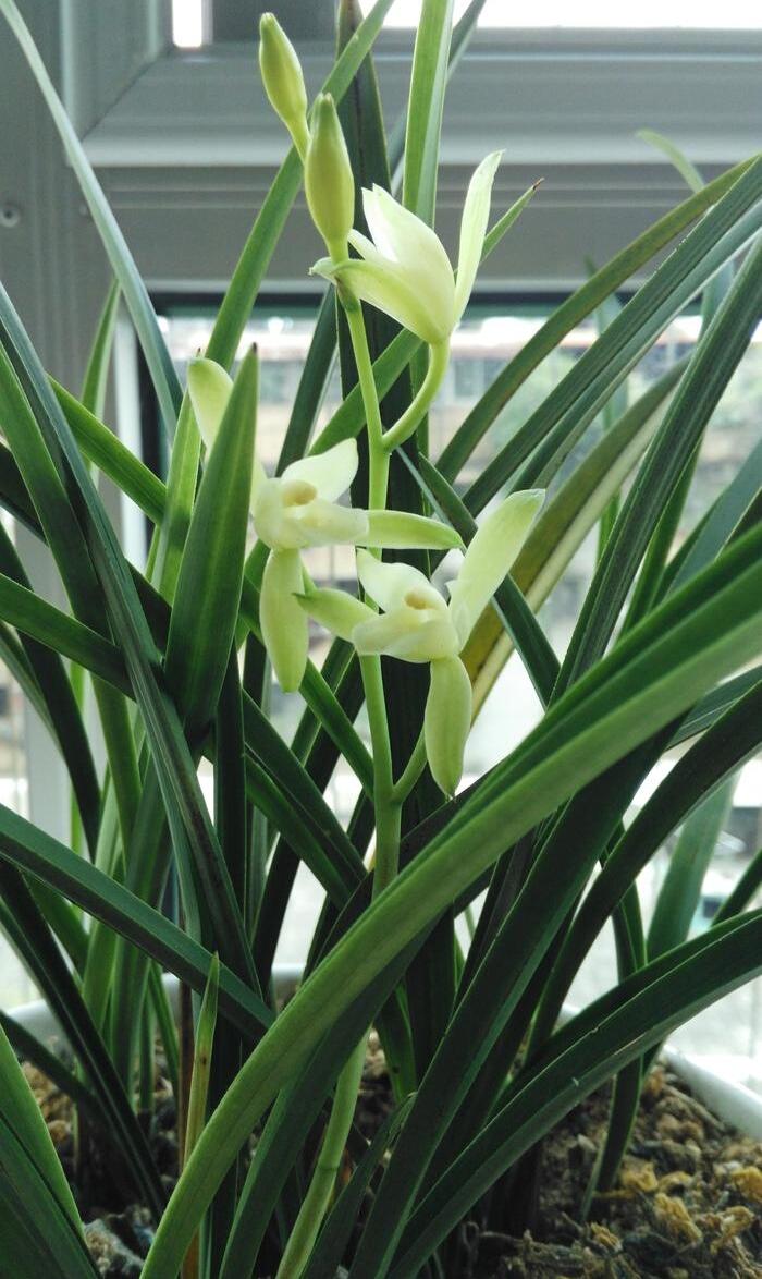 素心兰 快懂百科