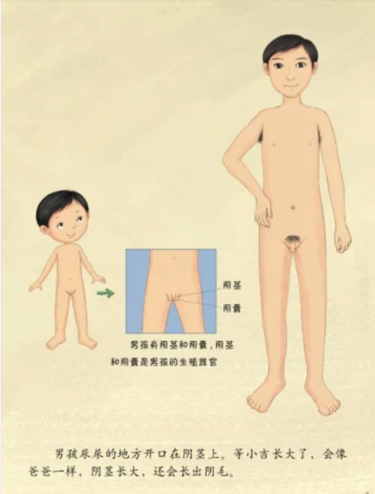 睾丸 快懂百科
