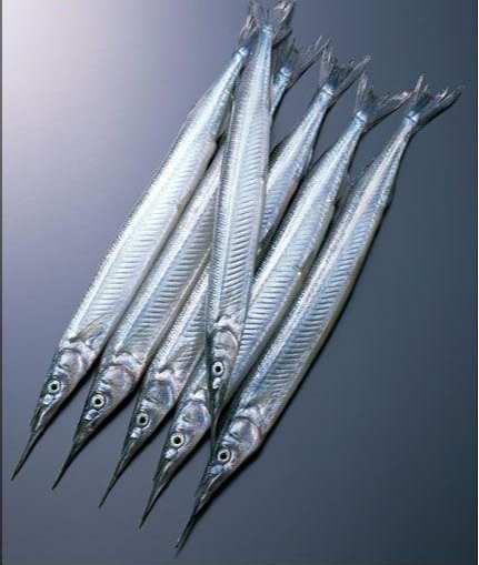 针嘴鱼 快懂百科