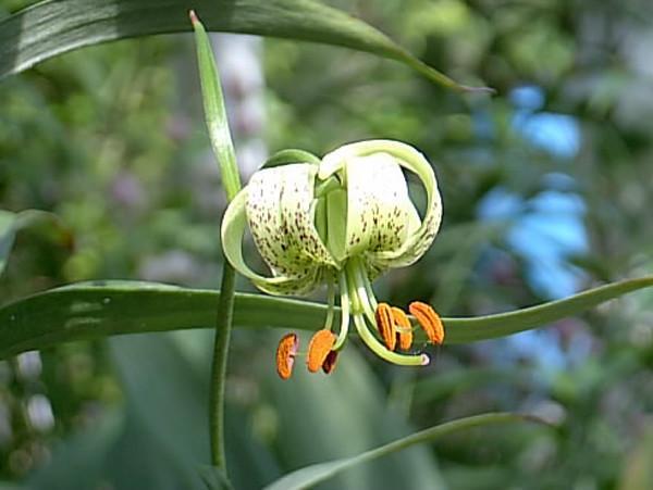 条叶百合 快懂百科