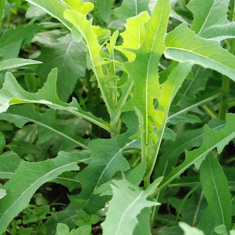 苣荬菜 快懂百科