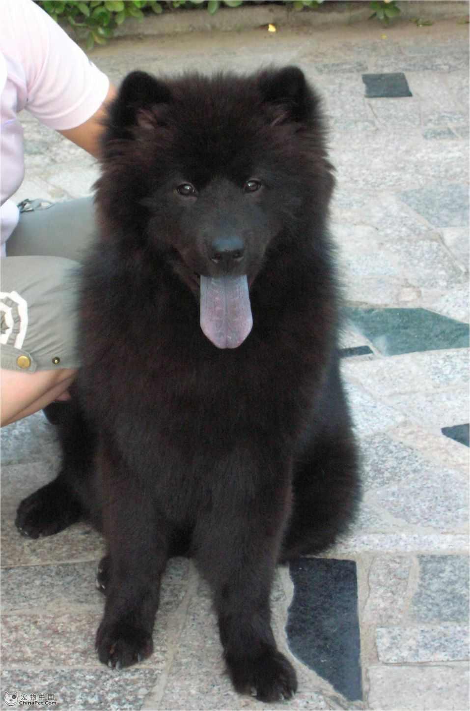 瑞典拉普杭犬 快懂百科