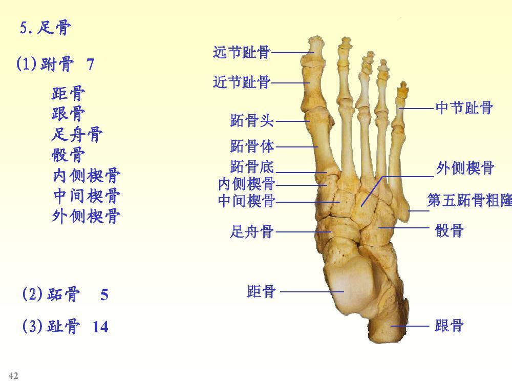 足骨 头条百科