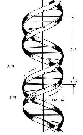 Dna双螺旋 快懂百科