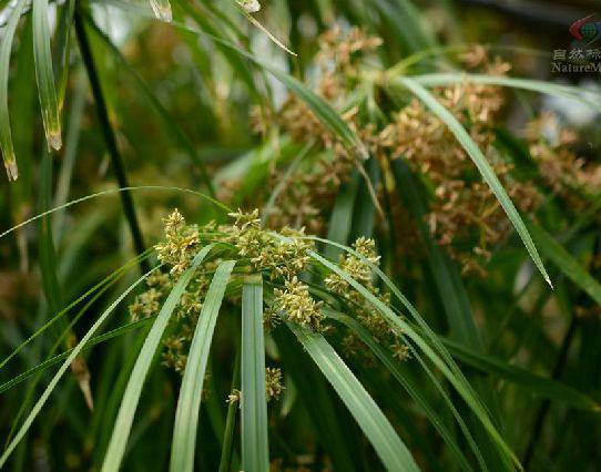 风车草 快懂百科