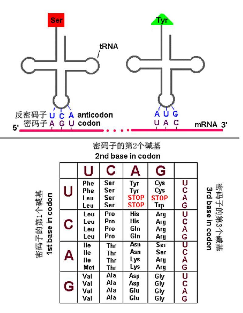 遗传密码 - 快懂百科