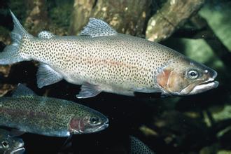 虹鳟鱼 简要介绍 外形特征 生活习性 历史版本2 快懂百科