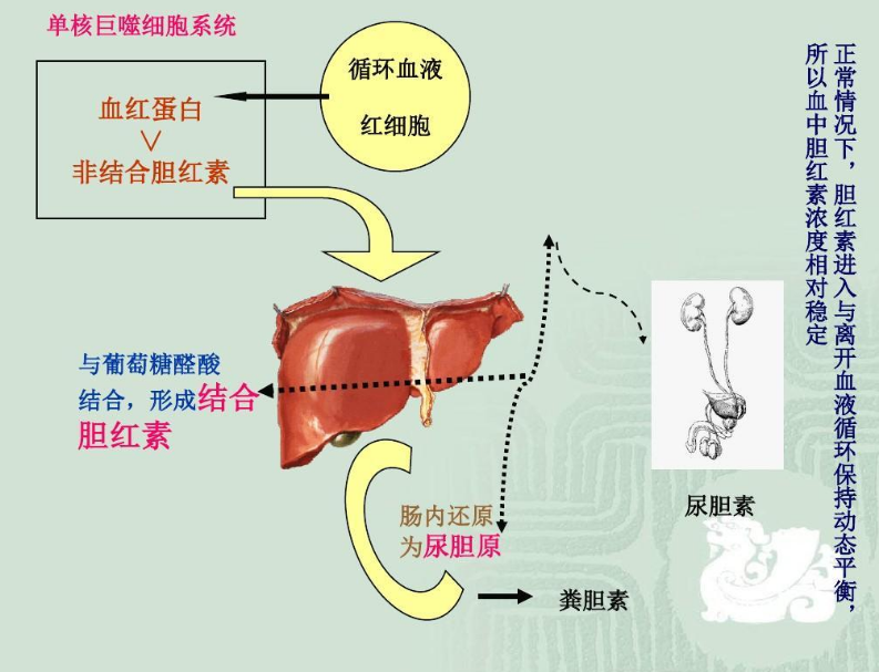 胆红素 头条百科