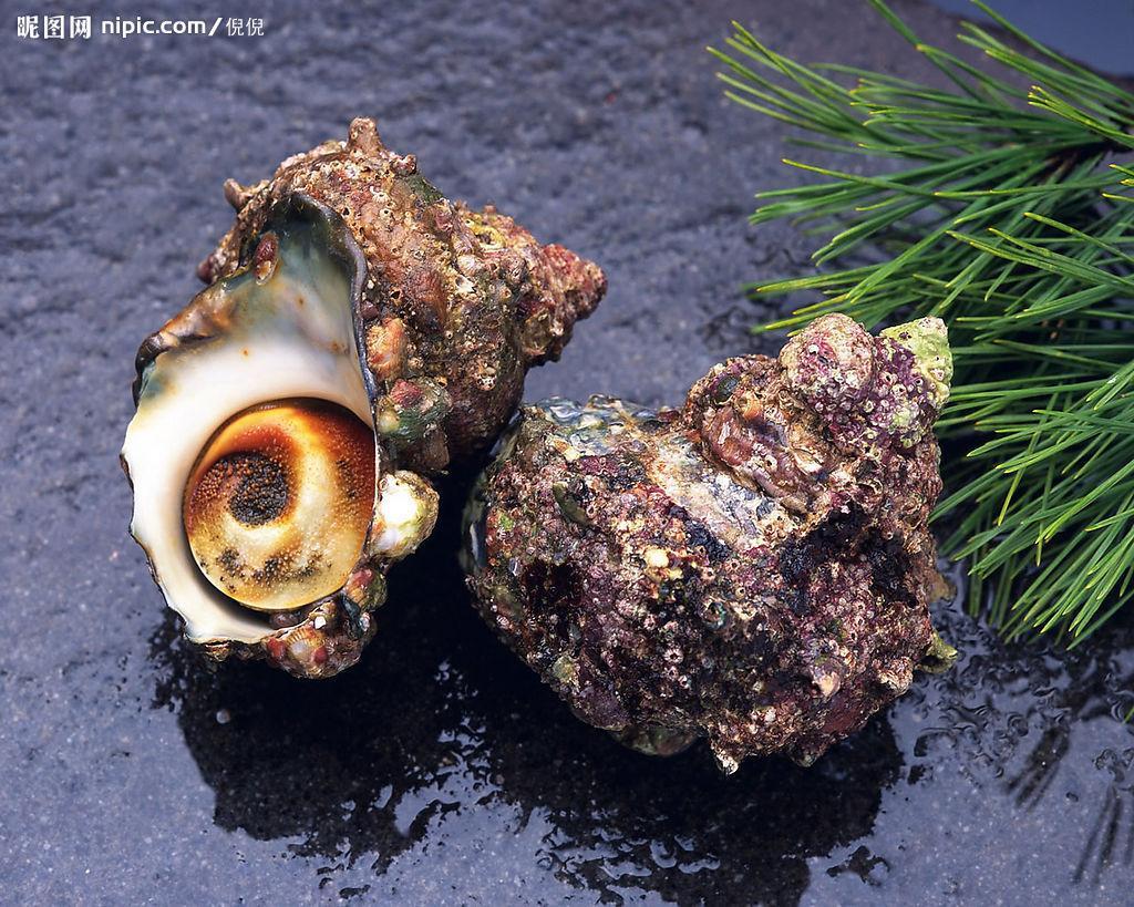 牡蛎科 - 头条百科